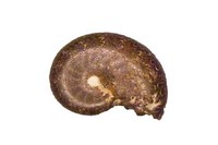 Phylloceras sp